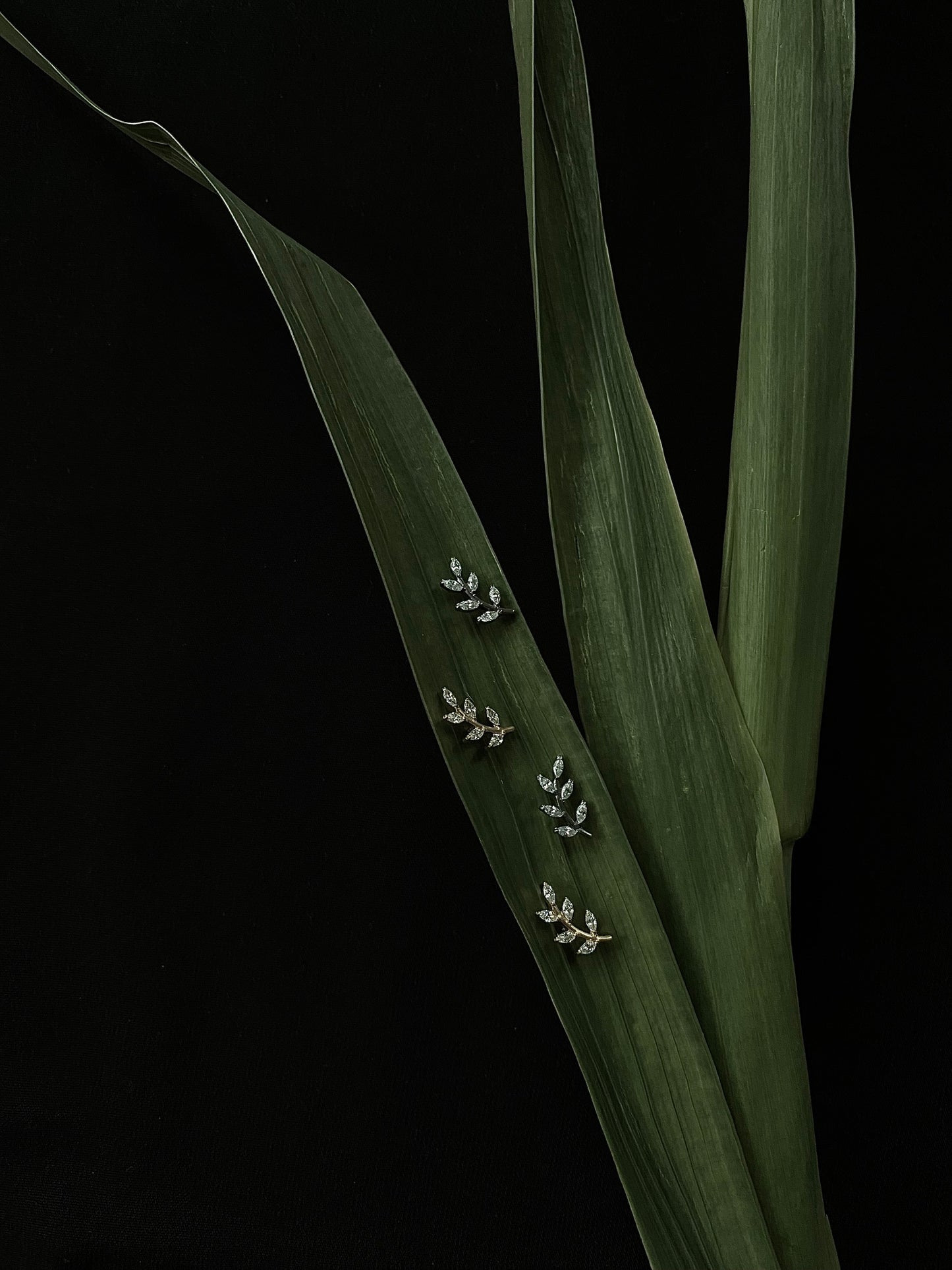 Ash Leaf Stud